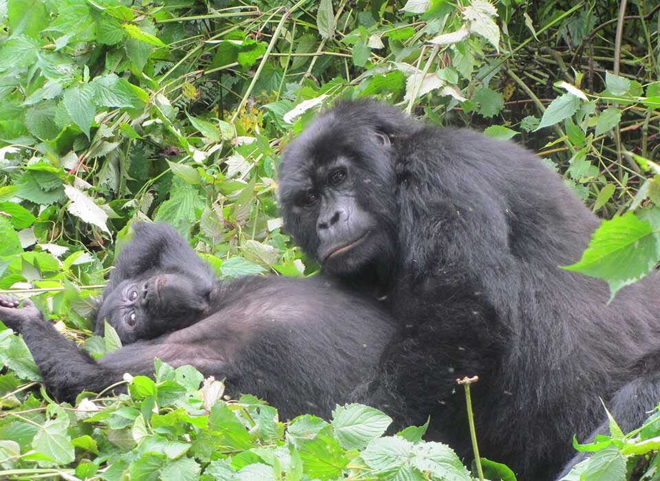Gorillas in Uganda