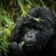 Bwindi Impenetrable Forest National Park