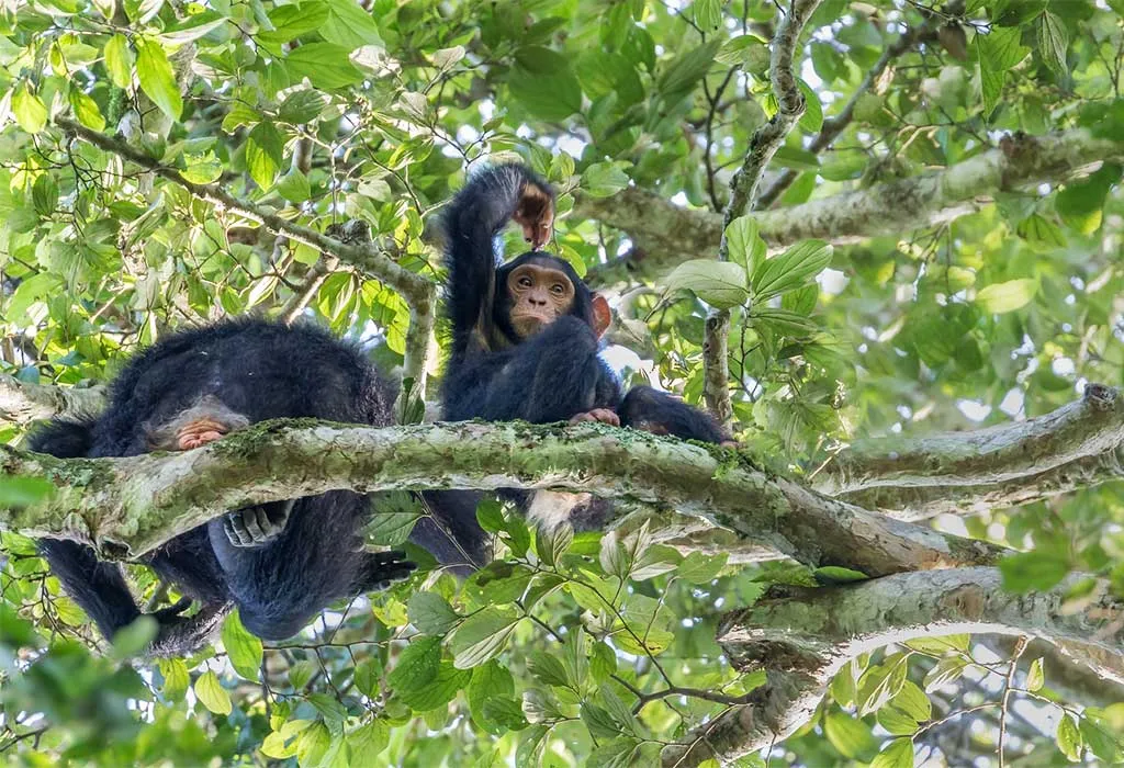 Kibale Forest National Park