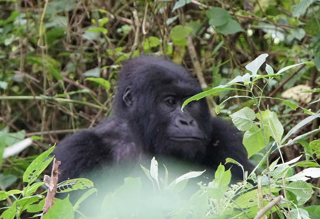 Gorilla Trekking in Congo