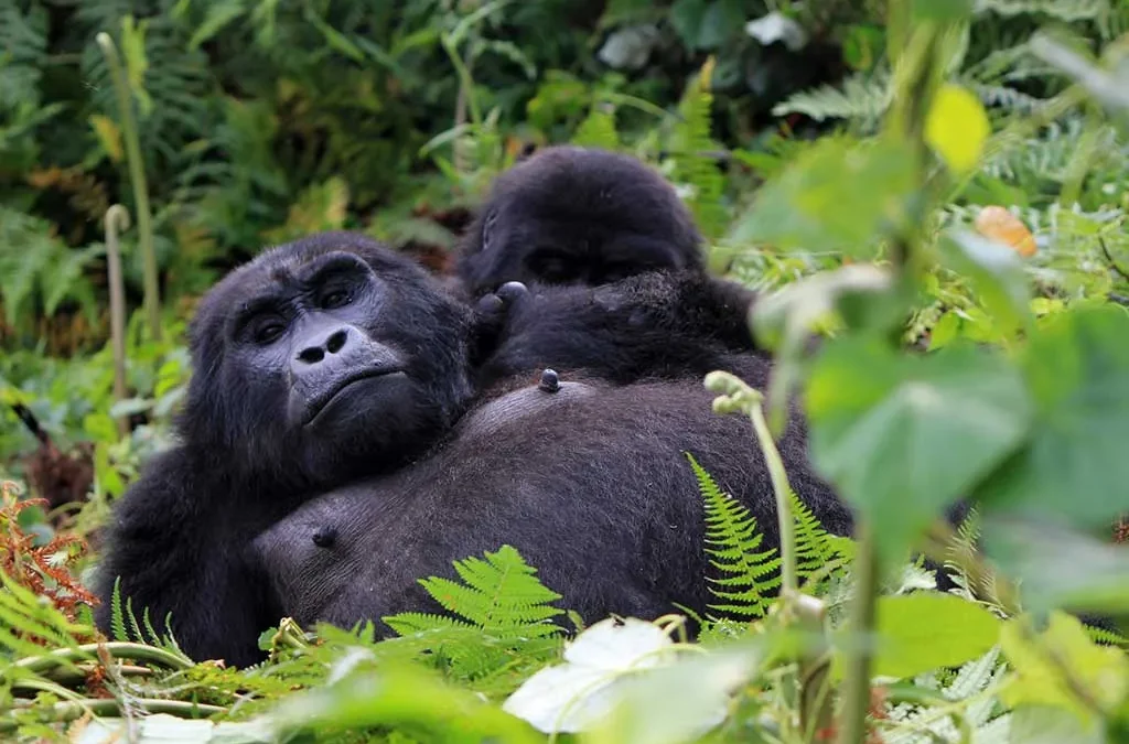 mountain gorillas