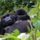 mountain gorillas