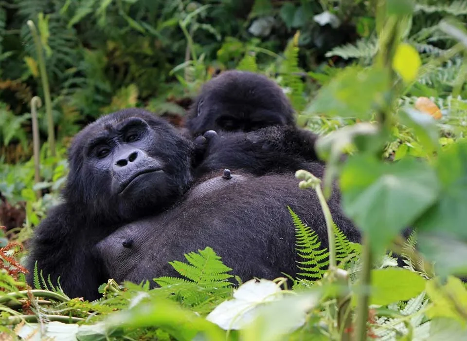 mountain gorillas