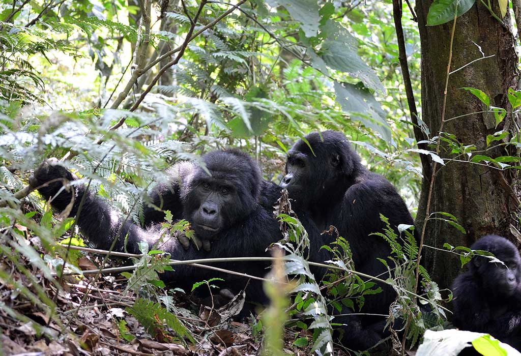 Bwindi-National-Park