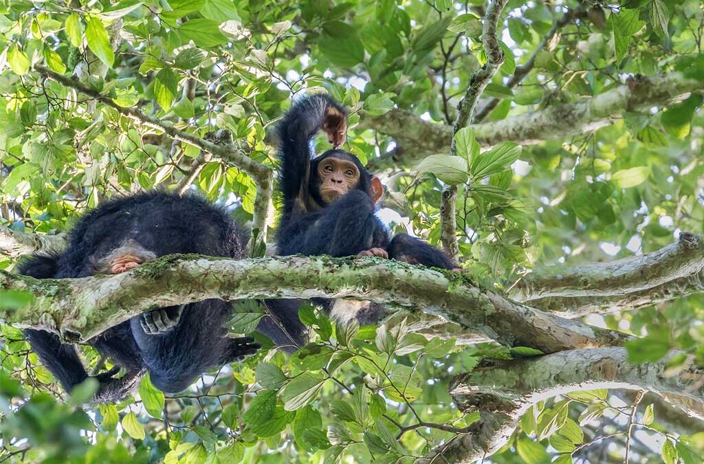 Chimpanzee Trekking in Kibale Forest National Park