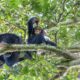 Chimpanzee Trekking in Kibale Forest National Park