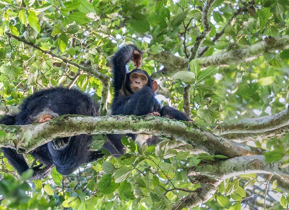 Chimpanzee Trekking in Kibale Forest National Park