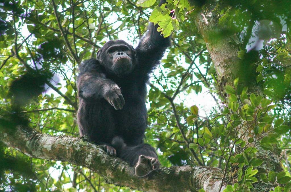 Chimpanzee Trekking in Nyungwe Forest National Park