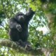 Chimpanzee Trekking in Nyungwe Forest National Park