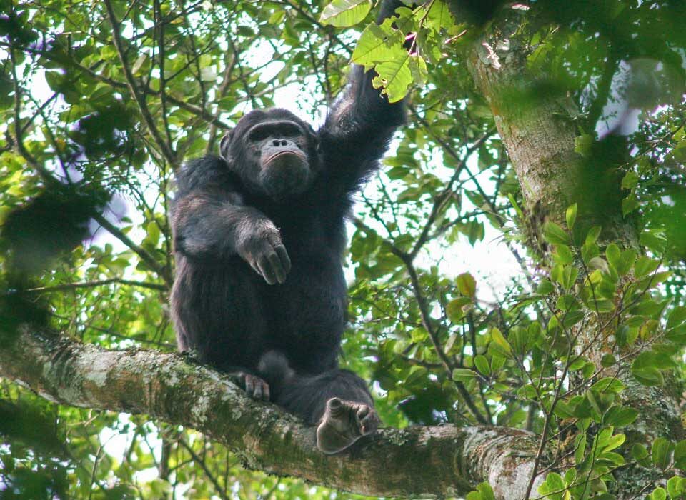 Chimpanzee Trekking in Nyungwe Forest National Park