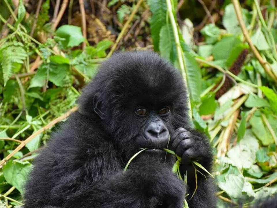 Gorilla