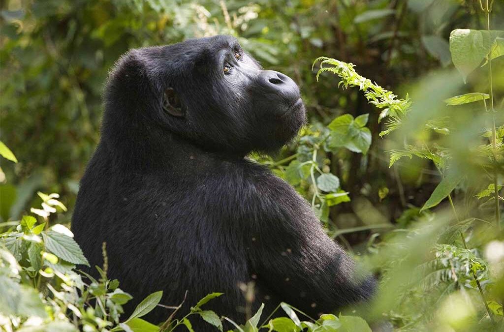 Gorilla-Trekking-in-Rwanda