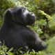 Gorilla-Trekking-in-Rwanda