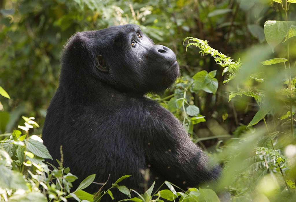 Gorilla Trekking in Rwanda