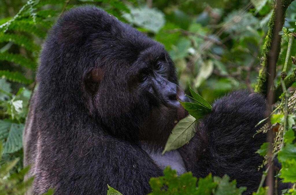 Gorilla-Trekking-in-Bwindi