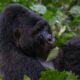 Gorilla-Trekking-in-Bwindi