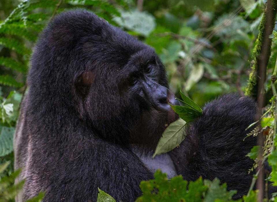 Gorilla-Trekking-in-Bwindi