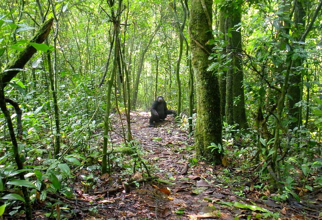 Kibale Forest National Park