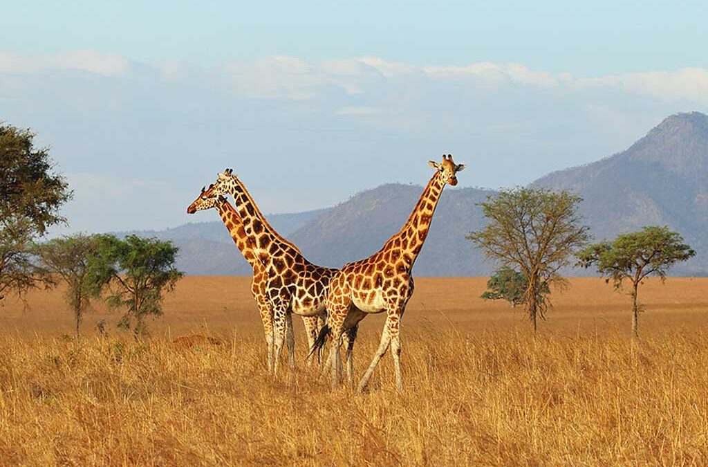 Giraffes