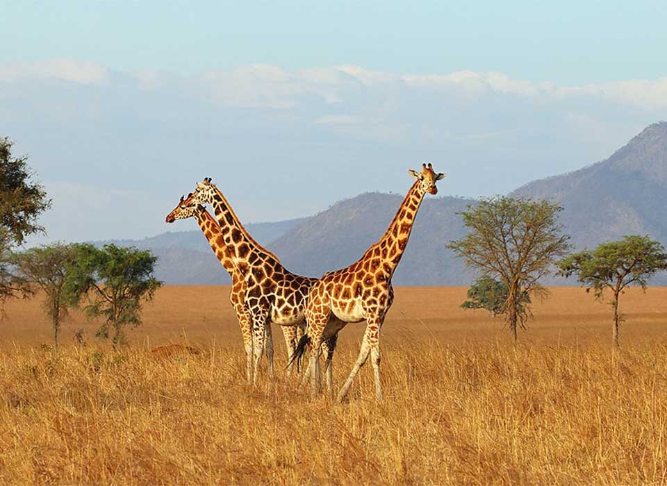 Giraffes