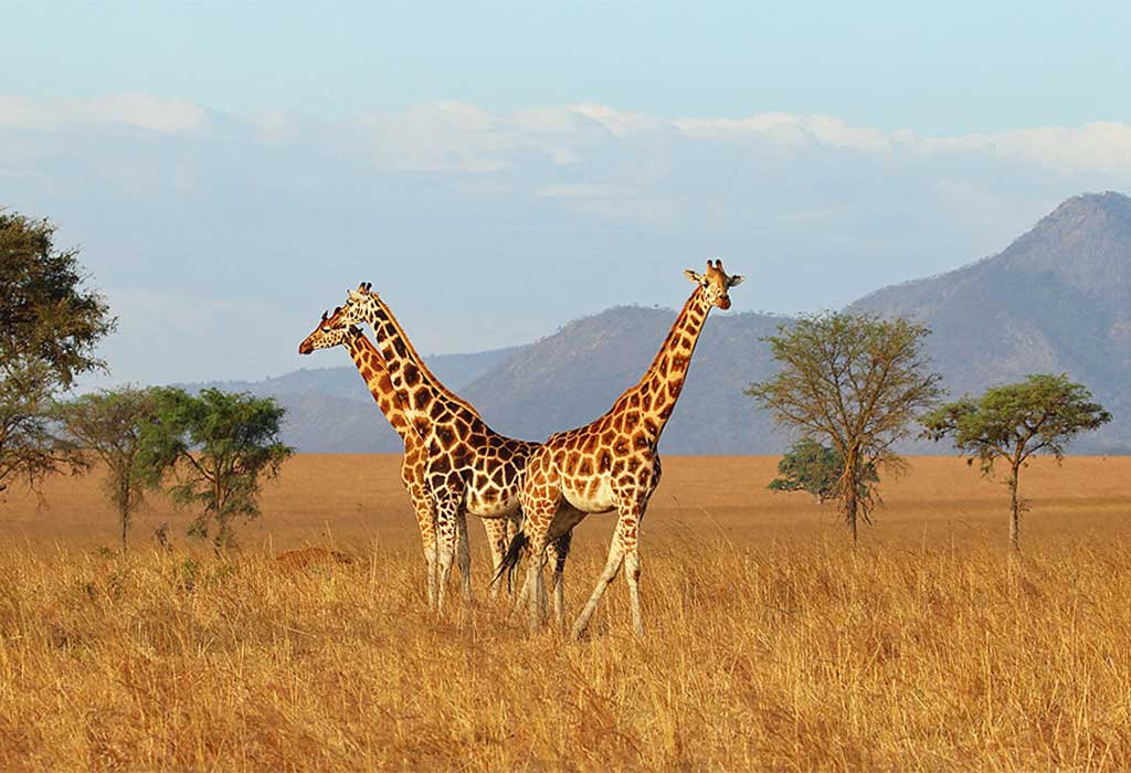 Kidepo Valley National Park