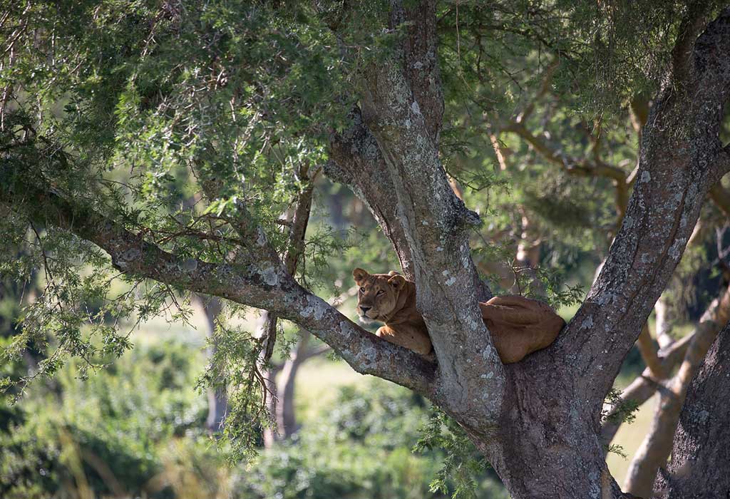 Lion Tracking in Queen Elizabeth National Park