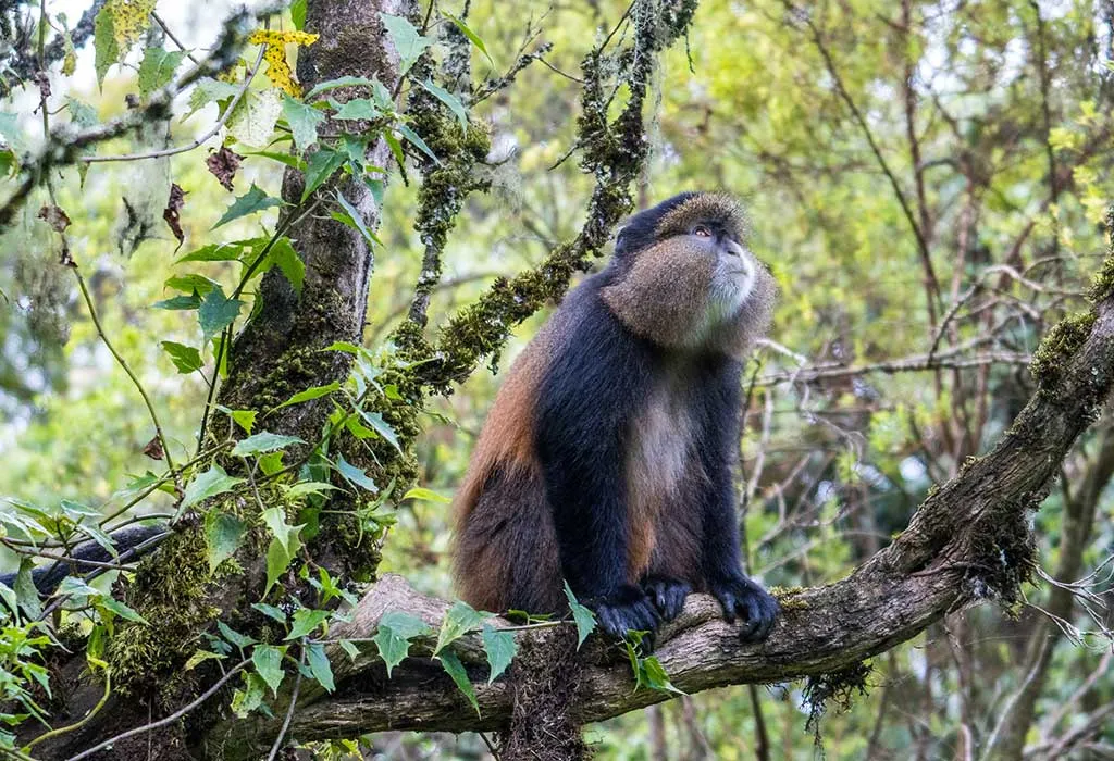 Mgahinga Gorilla National Park