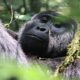 Mountain gorilla trekking in Volcanoes National Park Rwanda