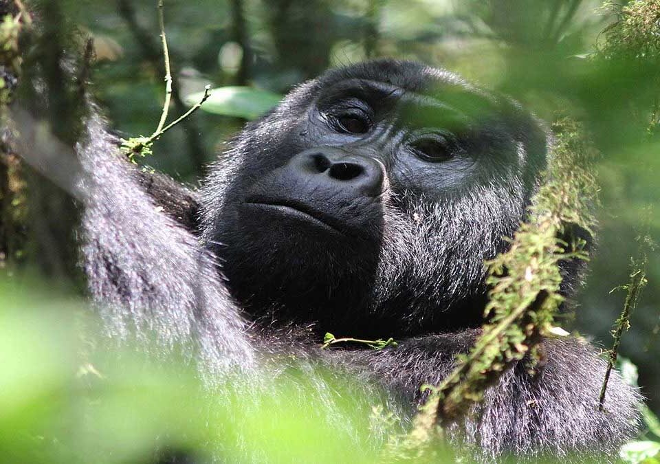 Mountain gorilla trekking in Volcanoes National Park Rwanda
