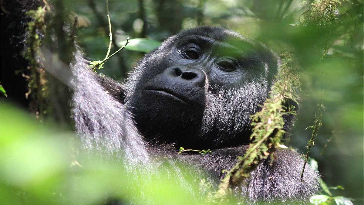 Mountain gorilla trekking in Volcanoes National Park Rwanda