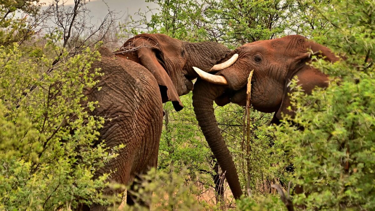 elephants