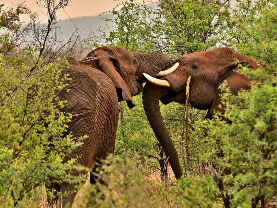 elephants