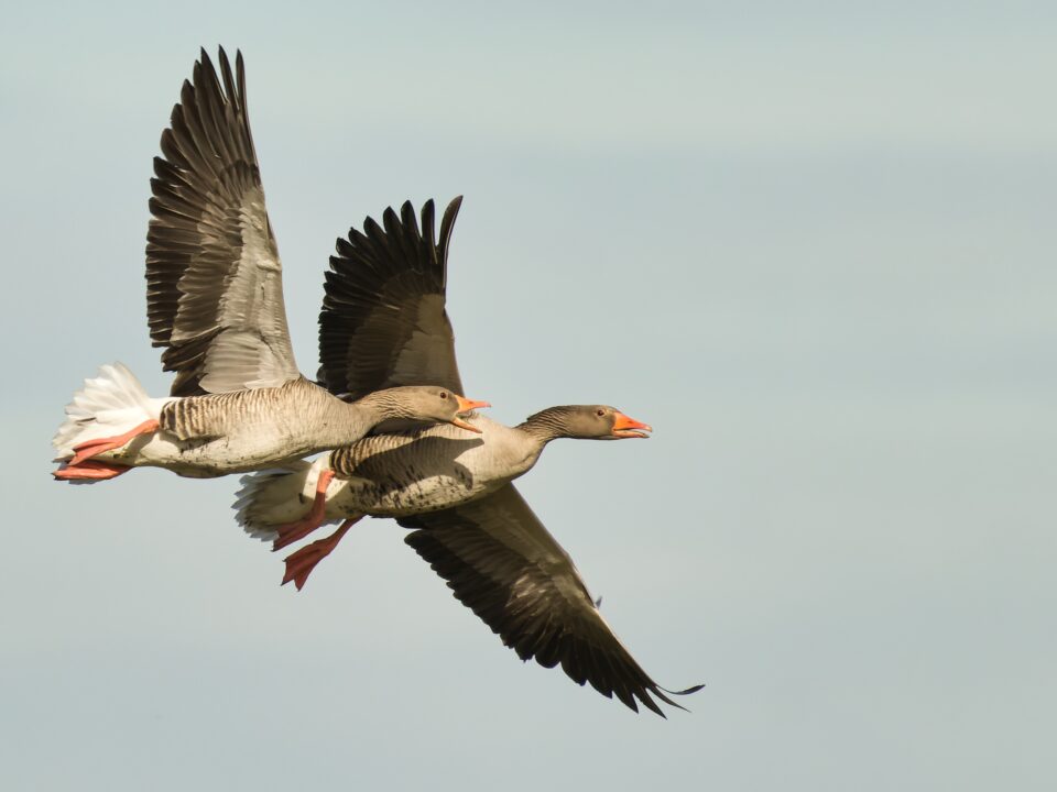 birding in Rwanda