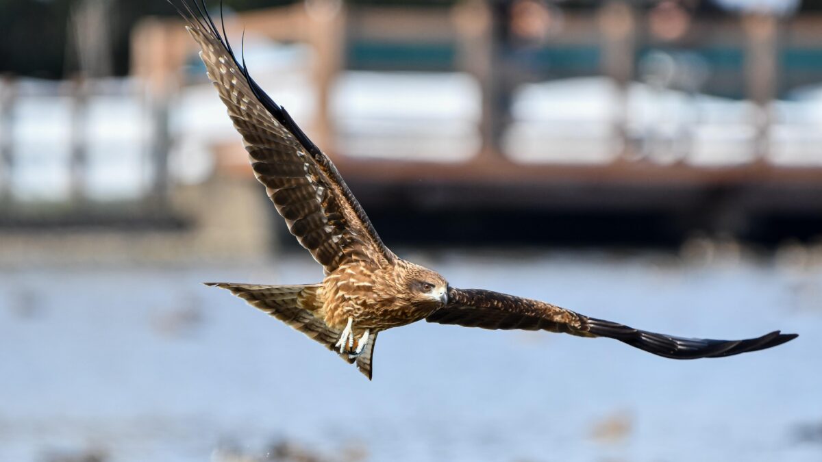 flying raptor