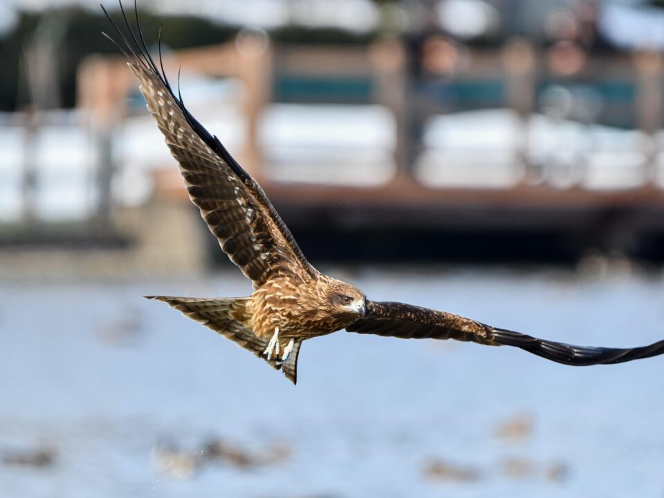 flying raptor