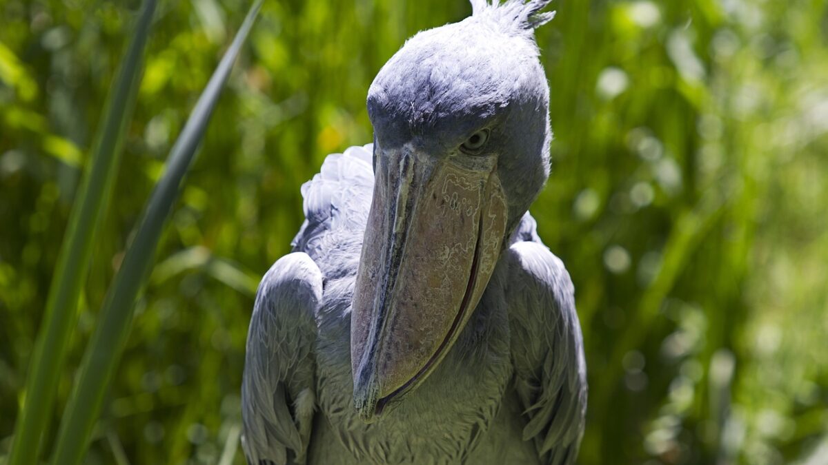 Shoebill stork