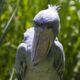 Shoebill stork