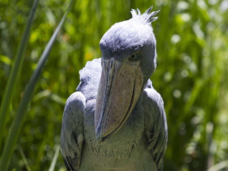 Shoebill stork