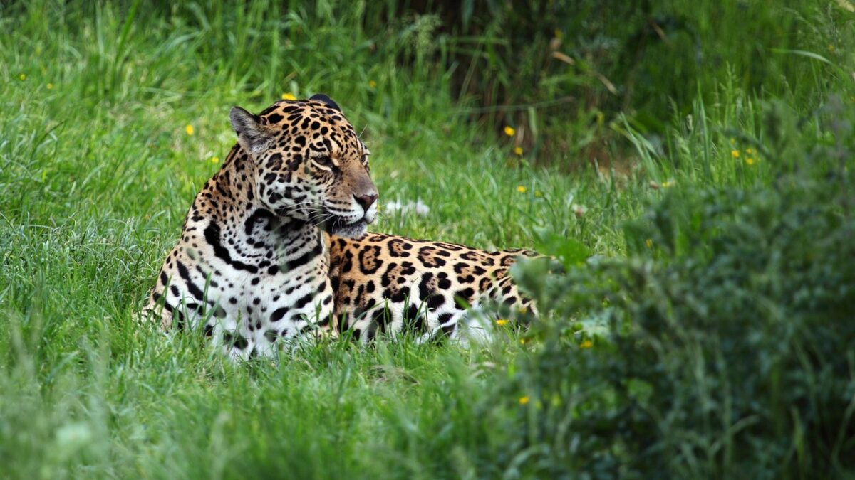 Jaguar