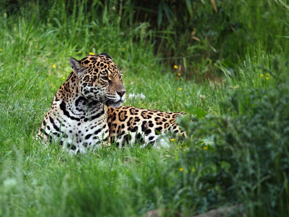 Jaguar