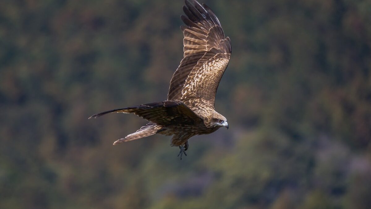 Black Kite