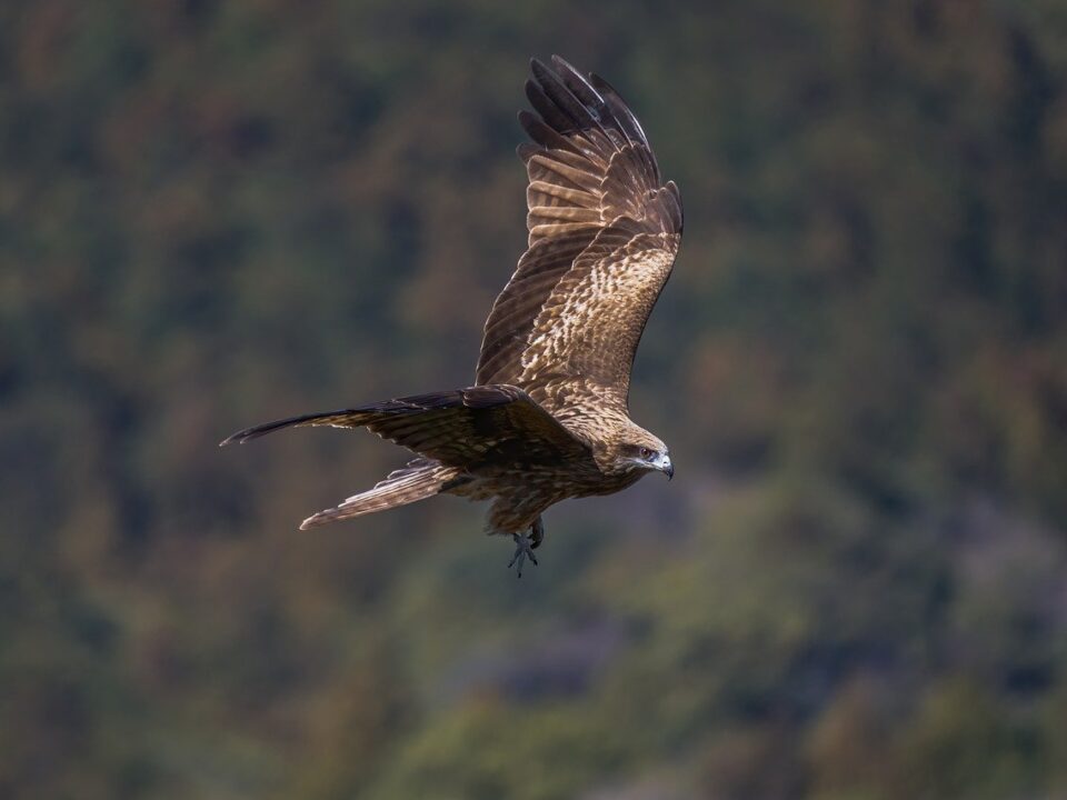 Black Kite