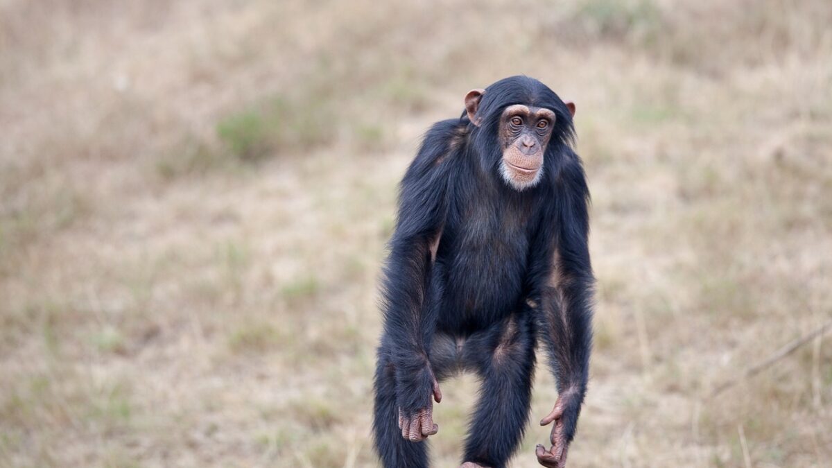 chimpanzee