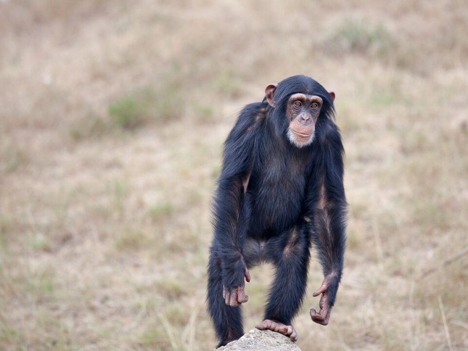 chimpanzee