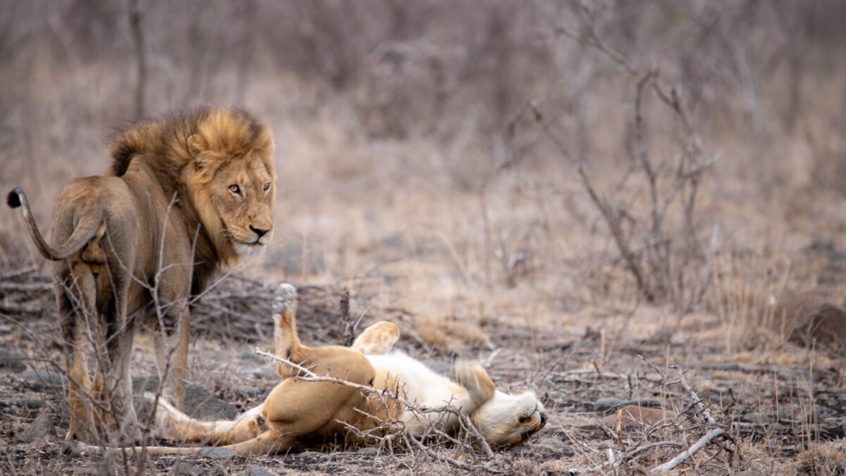 lions honeymoon