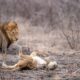 lions honeymoon