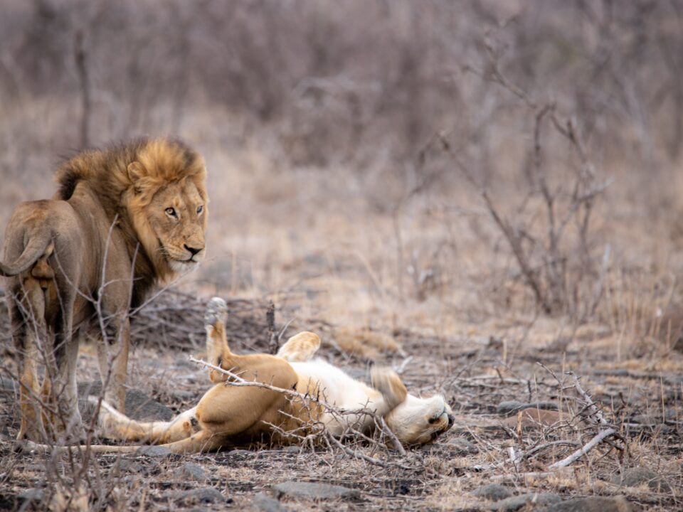 lions honeymoon