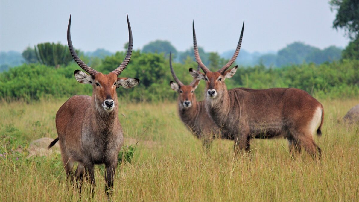 water buck