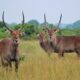 water buck