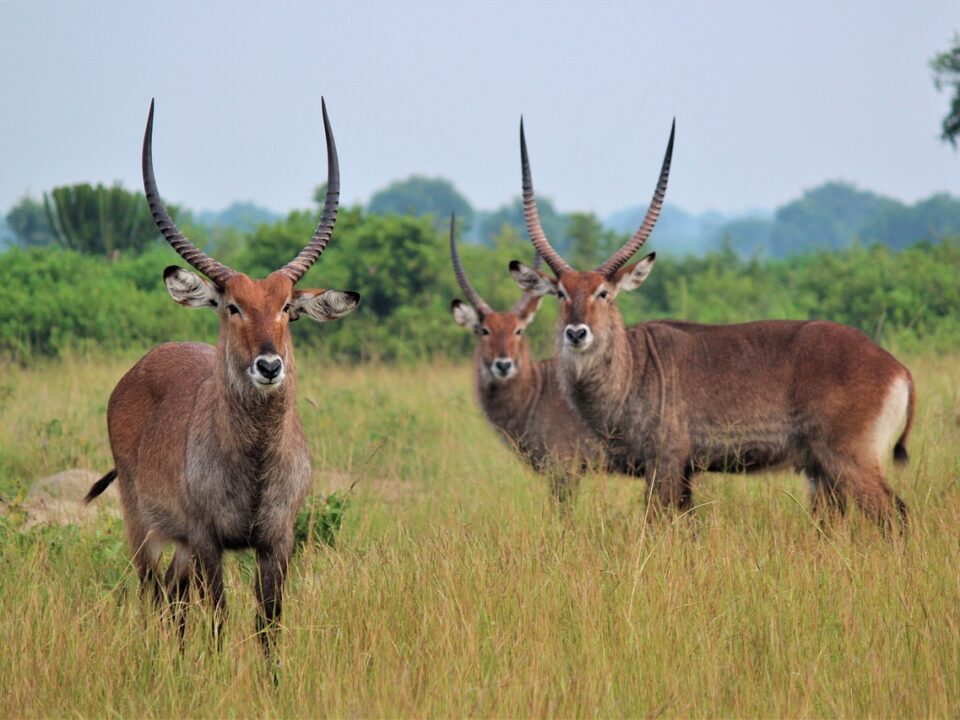 water buck